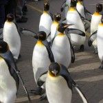 ¿Cuántos usuarios de Linux hay?