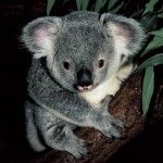 Roadmap de Ubuntu 9.10 Karmic Koala