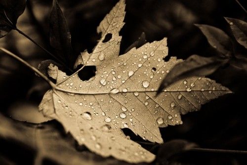 FallDropsAncientLight2 500x334 FallDrops,AncientLight[2]
