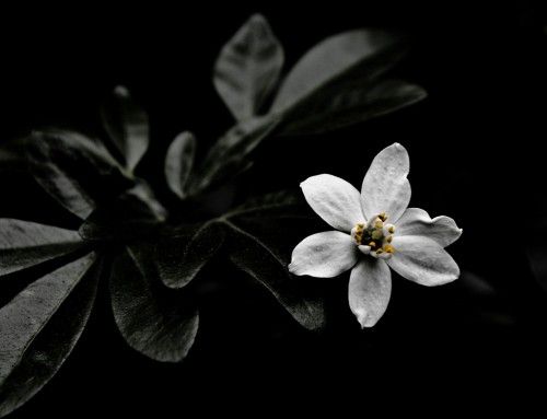 InthedarkRedux2 500x383 InthedarkRedux[2]