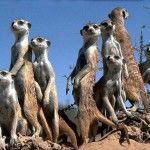 Ubuntu 10.10 ya tiene nombre: Maverick Meerkat