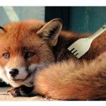 Wild Fox: Firefox con soporte H.264