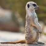 Imágenes diarias de Ubuntu 10.10: a ver si os atrevéis