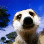Encuesta: ¿Qué os parece Ubuntu 10.10 Maverick Meerkat?