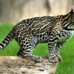 Ubuntu 11.10 se llamará ‘Oneiric Ocelot’