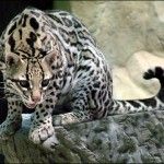 Nuevos cambios en Ubuntu 11.10, se agrega Deja Dup… se elimina Synaptic