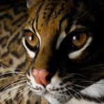 Ubuntu 11.10 Alpha 1: el ocelote comienza su carrera con GNOME 3