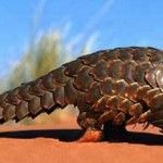 Ubuntu 12.04 ya tiene nombre: Precise Pangolin