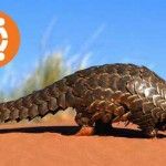 Roadmap de Ubuntu 12.04 LTS Precise Pangolin (y fechas de Ubuntu 12.10, 13.04, 13.10 y 14.04)