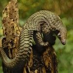 Preparando el camino para Ubuntu 12.04 Precise Pangolin