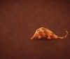 Ubuntu 12.04 LTS Beta 2 disponible