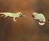 openSUSE 12.1 ha muerto, openSUSE 13.1 sigue en gestación