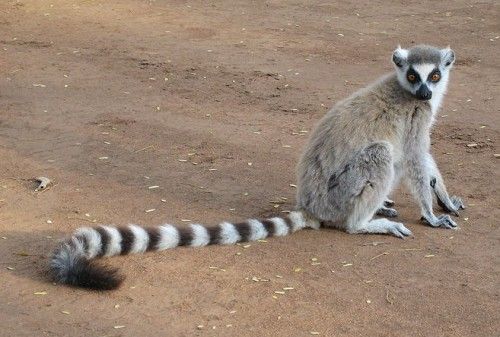 ubuntu-13-04-raring-ringtail