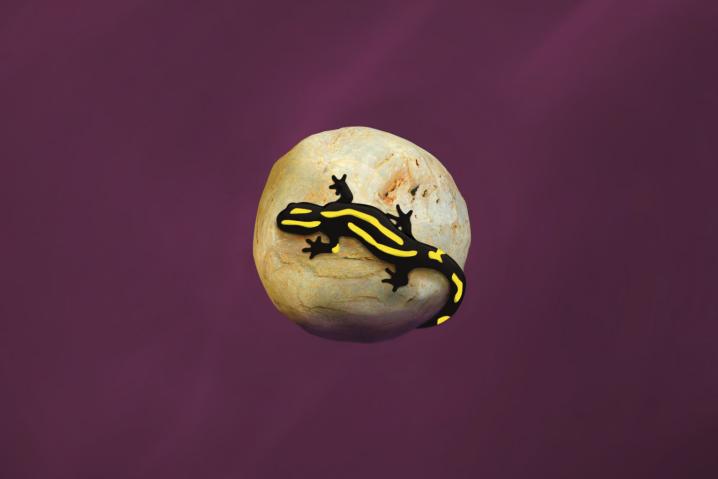 I_am_a_Saucy_Salamander..._by_Juan_Pablo_Lauriente