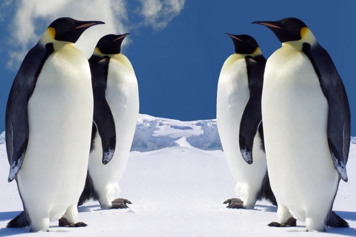 penguinsvspenguins