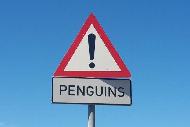 penguins
