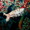 Cosmic Cuttlefish