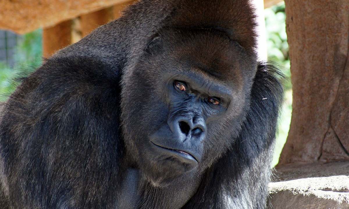 Groovy Gorilla