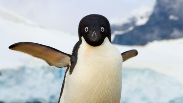 cuota de mercado de linux