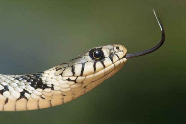 Serpent Linux
