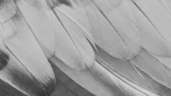 GNOME Foundation Chamán